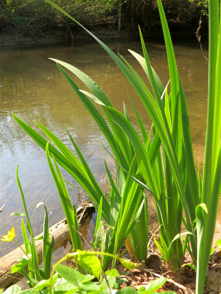Sumpf-Schwertlilie (Iris pseudacorus) am Kraichbach in Hockenheim - bis zur Blüte braucht sie noch eine Weile