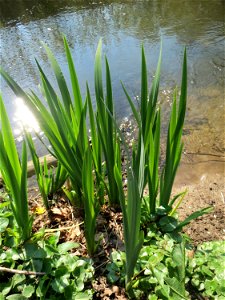 Sumpf-Schwertlilie (Iris pseudacorus) am Kraichbach in Hockenheim - bis zur Blüte braucht sie noch eine Weile