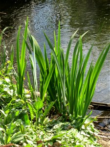 Sumpf-Schwertlilie (Iris pseudacorus) am Kraichbach in Hockenheim - bis zur Blüte braucht sie noch eine Weile photo