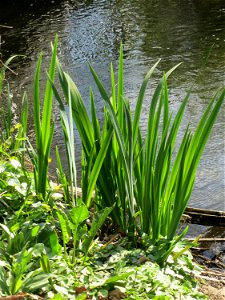 Sumpf-Schwertlilie (Iris pseudacorus) am Kraichbach in Hockenheim - bis zur Blüte braucht sie noch eine Weile