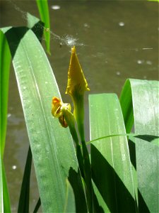 Sumpf-Schwertlilie (Iris pseudacorus) am Kraichbach in Hockenheim photo