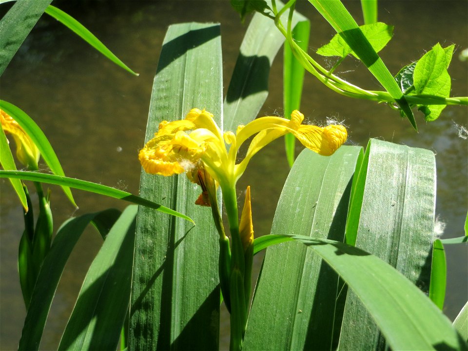 Sumpf-Schwertlilie (Iris pseudacorus) am Kraichbach in Hockenheim