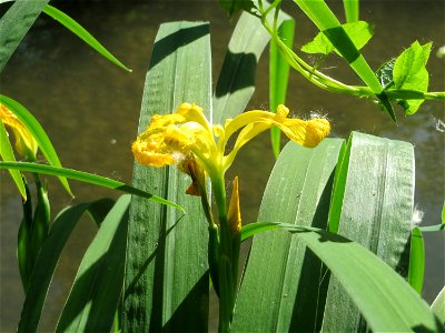Sumpf-Schwertlilie (Iris pseudacorus) am Kraichbach in Hockenheim