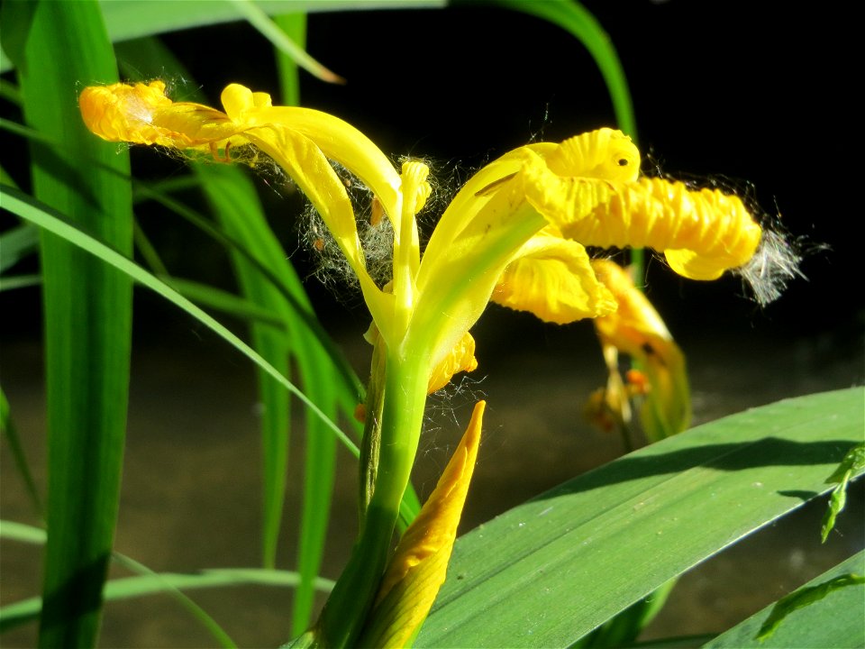 Sumpf-Schwertlilie (Iris pseudacorus) am Kraichbach in Hockenheim