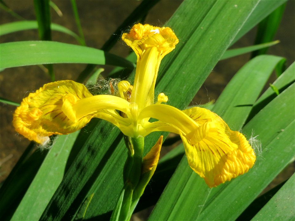 Sumpf-Schwertlilie (Iris pseudacorus) am Kraichbach in Hockenheim