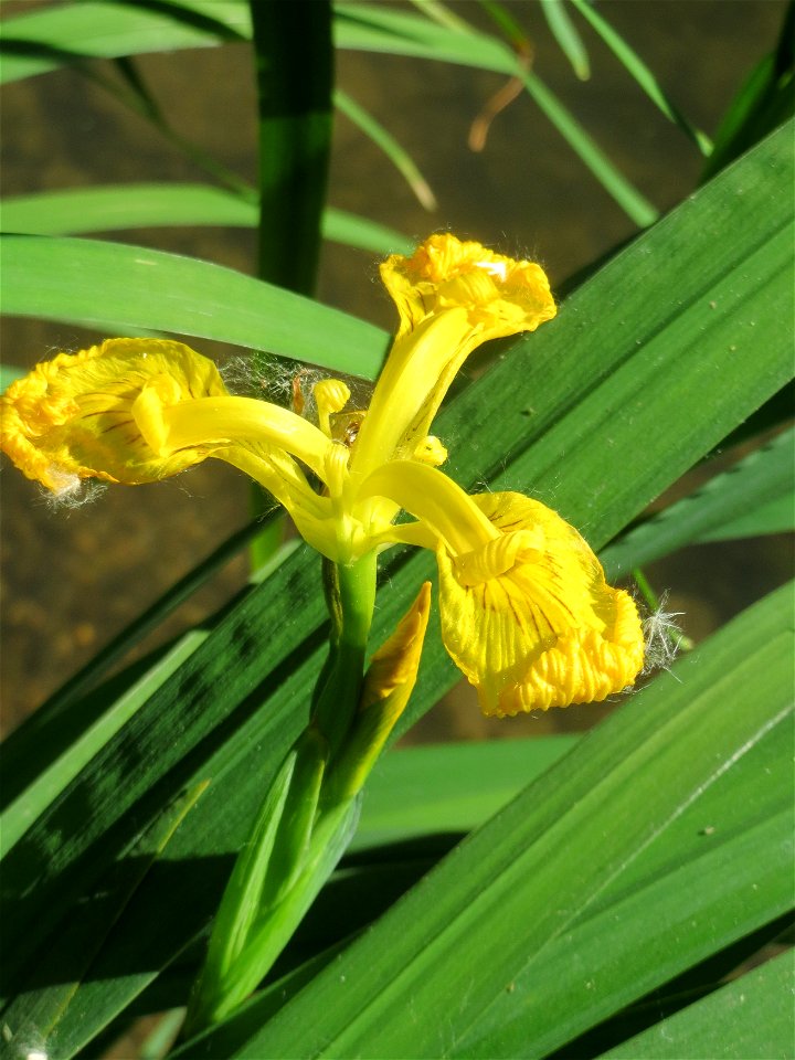 Sumpf-Schwertlilie (Iris pseudacorus) am Kraichbach in Hockenheim