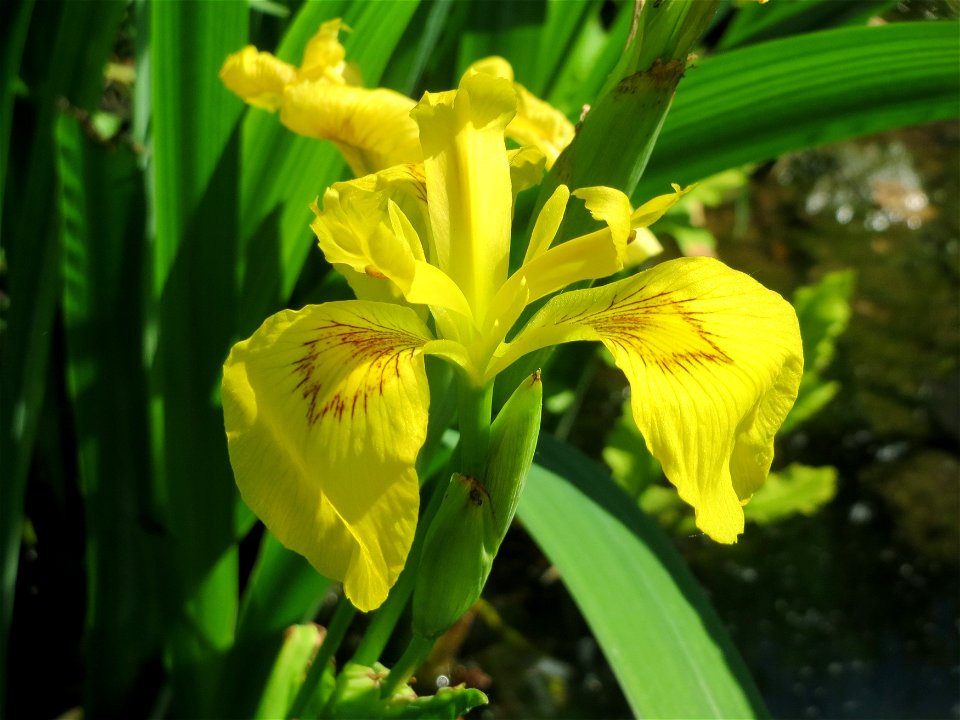 Sumpf-Schwertlilie (Iris pseudacorus) an der Saar in Saarbrücken