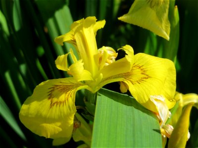 Sumpf-Schwertlilie (Iris pseudacorus) an der Saar in Saarbrücken