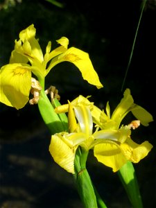 Sumpf-Schwertlilie (Iris pseudacorus) an der Saar in Saarbrücken photo