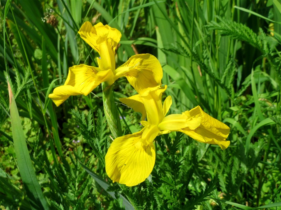 Sumpf-Schwertlilie (Iris pseudacorus) in der Saaraue Güdingen
