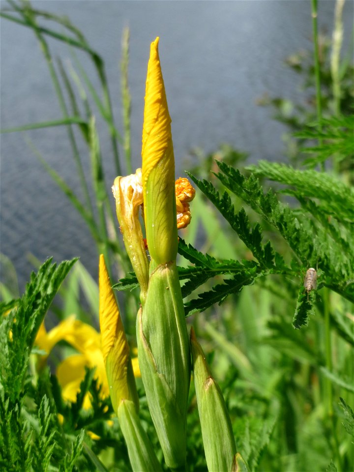Sumpf-Schwertlilie (Iris pseudacorus) in der Saaraue Güdingen