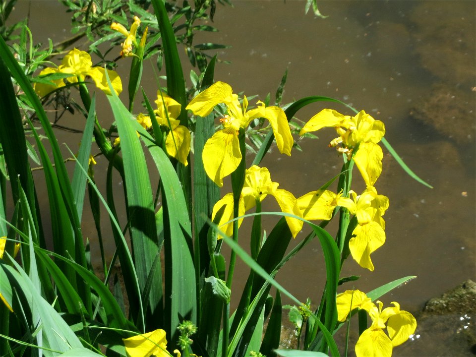 Sumpf-Schwertlilie (Iris pseudacorus) an der Saar in Saarbrücken