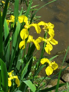 Sumpf-Schwertlilie (Iris pseudacorus) an der Saar in Saarbrücken