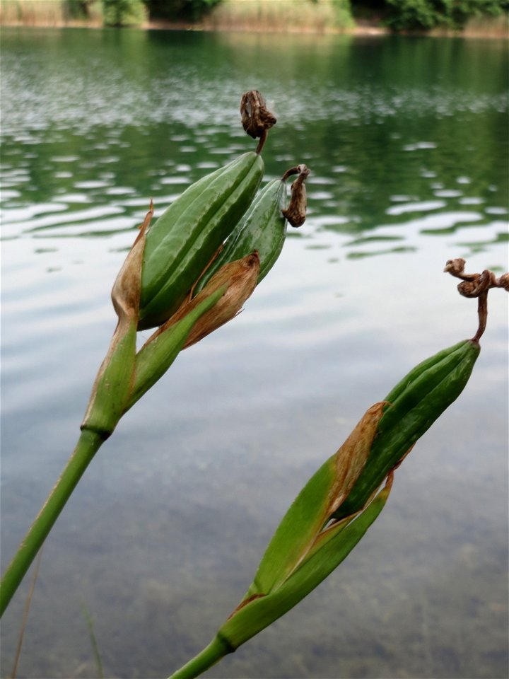 Sumpf-Schwertlilie (Iris pseudacorus) am Hockenheimer Baggersee in der Schwetzinger Hardt