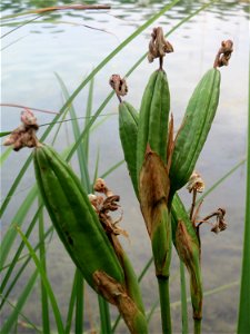 Sumpf-Schwertlilie (Iris pseudacorus) am Hockenheimer Baggersee in der Schwetzinger Hardt