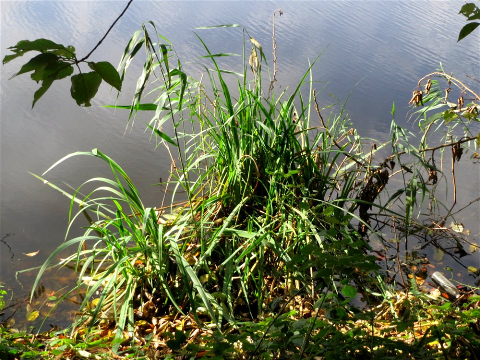 Sumpf-Schwertlilie (Iris pseudacorus) am Drahtzugweiher in Alt-Saarbrücken