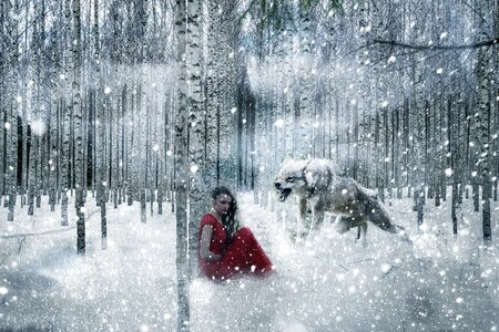 Snow trees nature photo