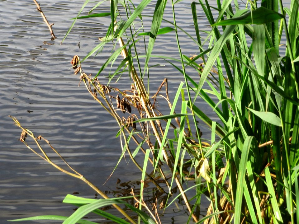 Sumpf-Schwertlilie (Iris pseudacorus) am Drahtzugweiher in Alt-Saarbrücken