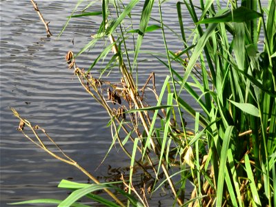 Sumpf-Schwertlilie (Iris pseudacorus) am Drahtzugweiher in Alt-Saarbrücken