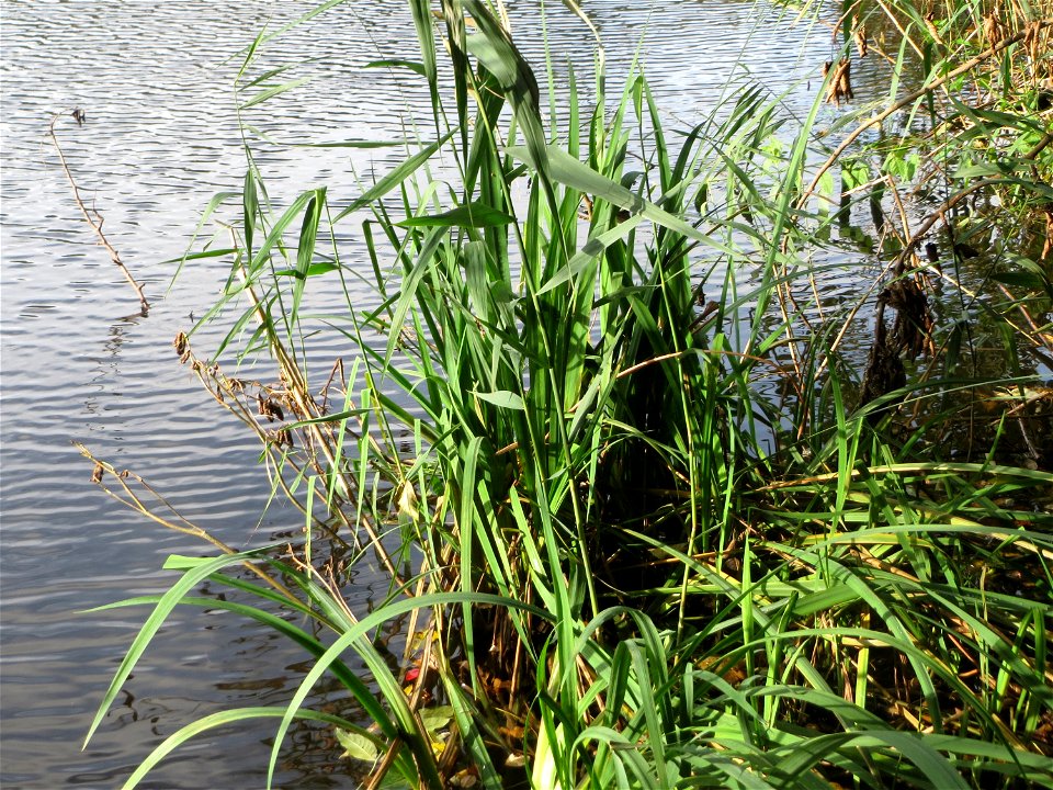 Sumpf-Schwertlilie (Iris pseudacorus) am Drahtzugweiher in Alt-Saarbrücken