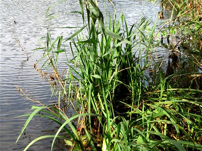 Sumpf-Schwertlilie (Iris pseudacorus) am Drahtzugweiher in Alt-Saarbrücken