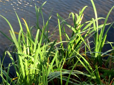 Sumpf-Schwertlilie (Iris pseudacorus) an der Saar in Alt-Saarbrücken