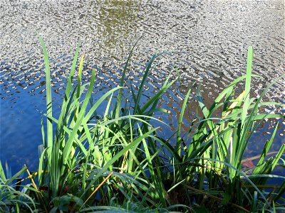 Sumpf-Schwertlilie (Iris pseudacorus) an der Saar in Alt-Saarbrücken