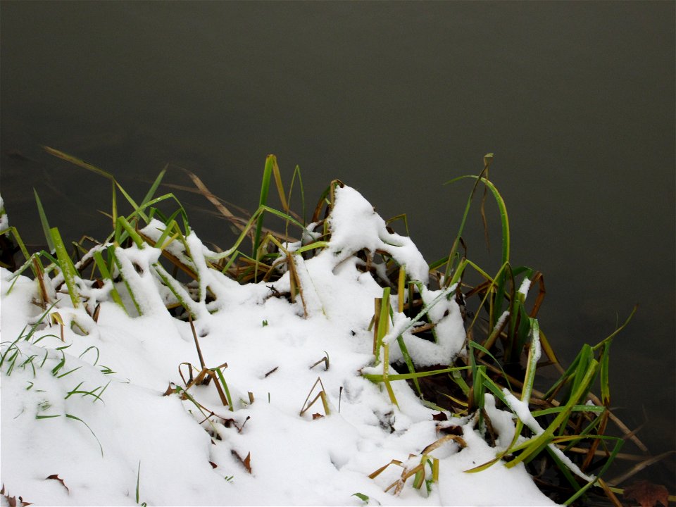 Sumpf-Schwertlilie (Iris pseudacorus) an der Saar in Alt-Saarbrücken bei Neuschnee am 10. Dezember 2017