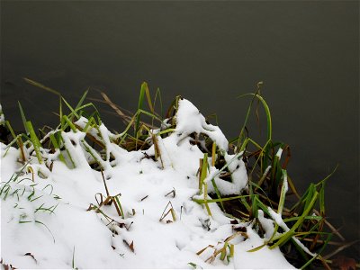 Sumpf-Schwertlilie (Iris pseudacorus) an der Saar in Alt-Saarbrücken bei Neuschnee am 10. Dezember 2017