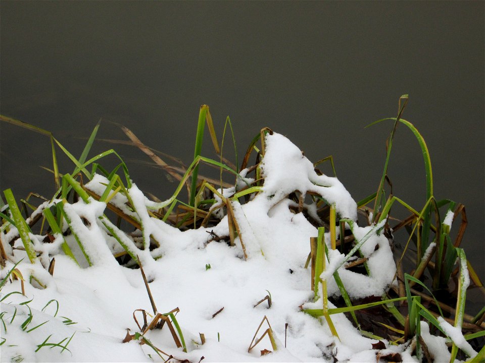Sumpf-Schwertlilie (Iris pseudacorus) an der Saar in Alt-Saarbrücken bei Neuschnee am 10. Dezember 2017