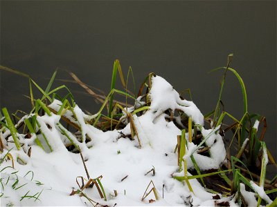 Sumpf-Schwertlilie (Iris pseudacorus) an der Saar in Alt-Saarbrücken bei Neuschnee am 10. Dezember 2017
