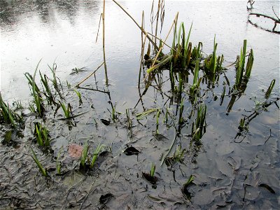 Sumpf-Schwertlilie (Iris pseudacorus) am zugefrorenen Drahtzugweiher in Alt-Saarbrücken