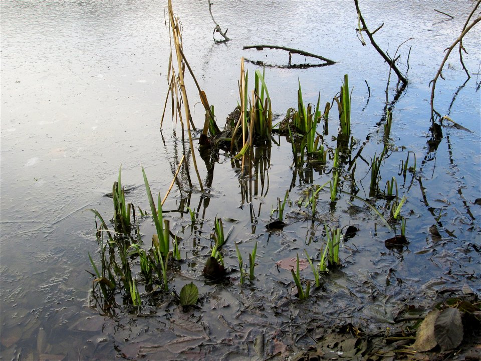 Sumpf-Schwertlilie (Iris pseudacorus) am zugefrorenen Drahtzugweiher in Alt-Saarbrücken