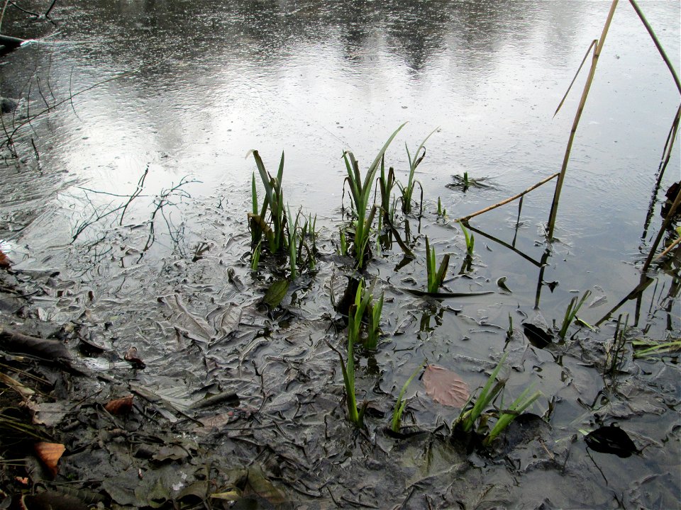 Sumpf-Schwertlilie (Iris pseudacorus) am zugefrorenen Drahtzugweiher in Alt-Saarbrücken