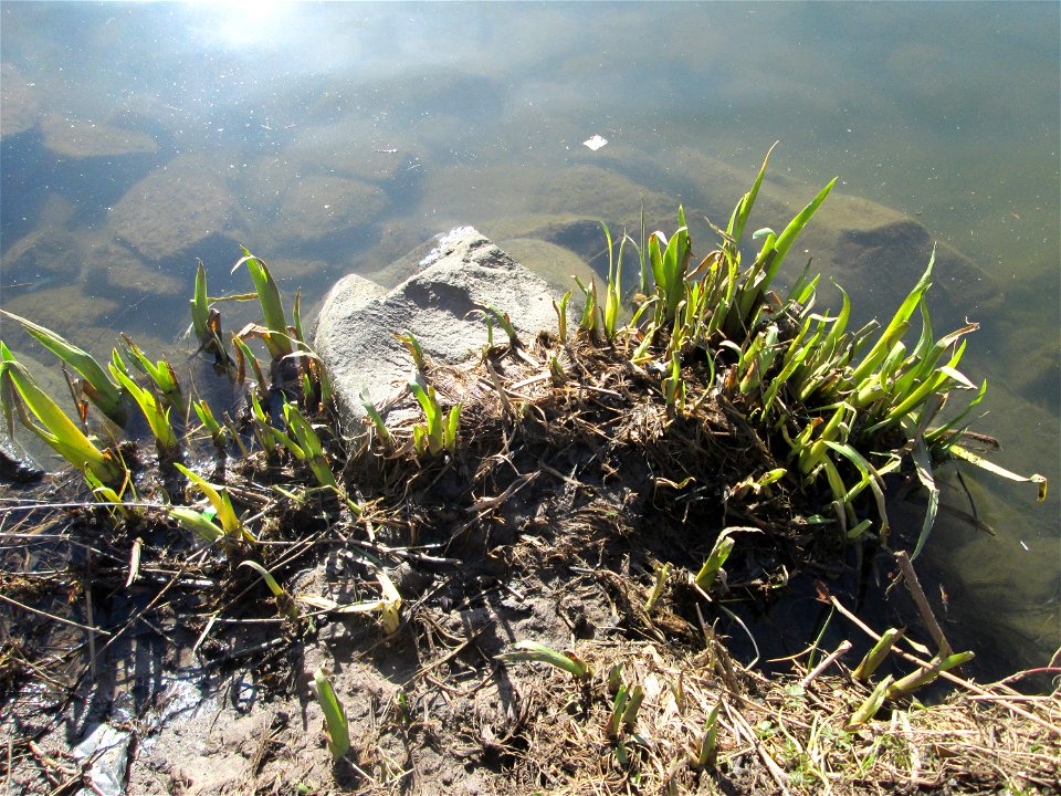 Sumpf-Schwertlilie (Iris pseudacorus) im Naturschutzgebiet „St. Arnualer Wiesen“