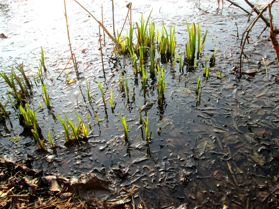 Sumpf-Schwertlilie (Iris pseudacorus) am Drahtzugweiher in Alt-Saarbrücken