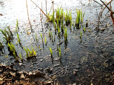 Sumpf-Schwertlilie (Iris pseudacorus) am Drahtzugweiher in Alt-Saarbrücken
