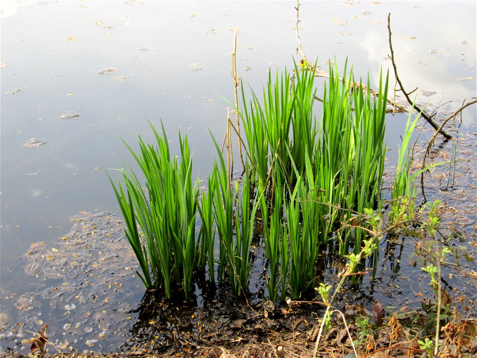 Sumpf-Schwertlilie (Iris pseudacorus) am Drahtzugweiher in Alt-Saarbrücken