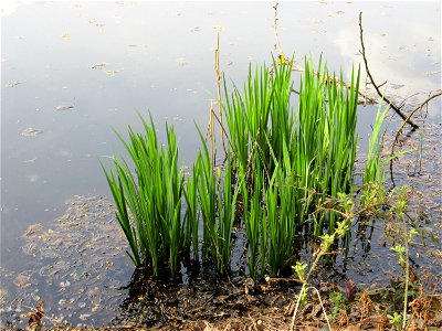 Sumpf-Schwertlilie (Iris pseudacorus) am Drahtzugweiher in Alt-Saarbrücken