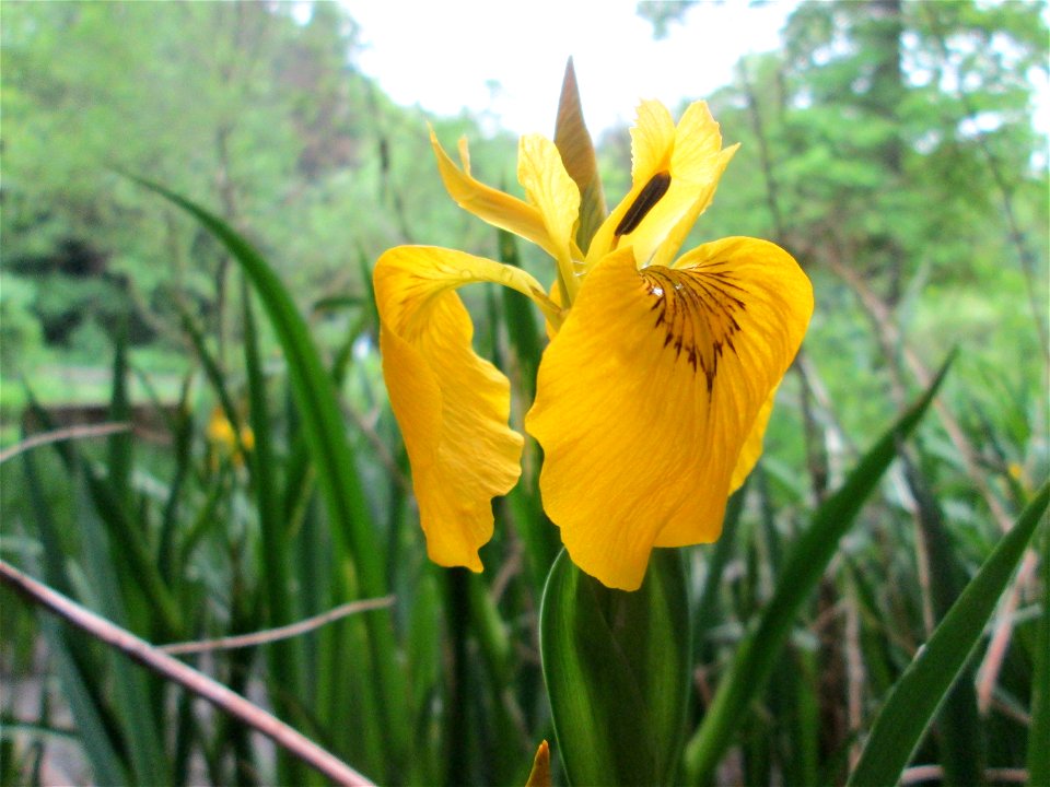 Sumpf-Schwertlilie (Iris pseudacorus) im Meerwiesertal im Landschaftsschurtgebiet „St. Johanner Stadtwald“