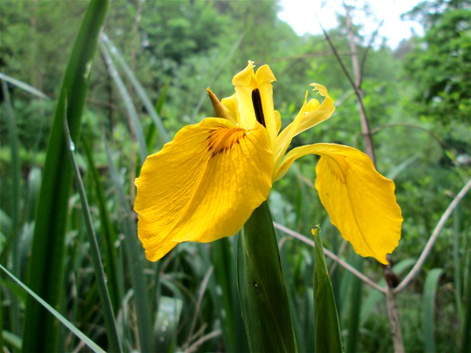 Sumpf-Schwertlilie (Iris pseudacorus) im Meerwiesertal im Landschaftsschurtgebiet „St. Johanner Stadtwald“