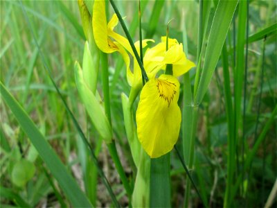 Sumpf-Schwertlilie (Iris pseudacorus) im Gartenschaupark Hockenheim