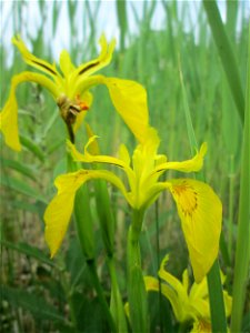 Sumpf-Schwertlilie (Iris pseudacorus) im Gartenschaupark Hockenheim photo