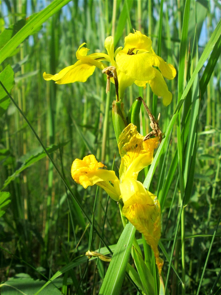 Sumpf-Schwertlilie (Iris pseudacorus) im Gartenschaupark Hockenheim - wild wachsend versteckt im Schilf