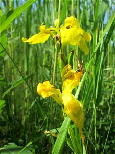 Sumpf-Schwertlilie (Iris pseudacorus) im Gartenschaupark Hockenheim - wild wachsend versteckt im Schilf photo