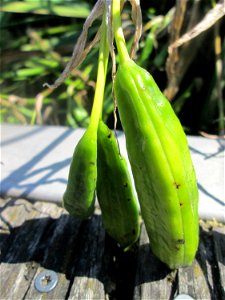 Frucht der Sumpf-Schwertlilie (Iris pseudacorus) an der Saar in Saarbrücken - unterhalb vom Ruderclub "Undine" findet sich ein Kleinbiotop mit einer Vielzahl von typischen Ufer-Pflanzen