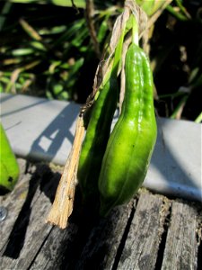 Frucht der Sumpf-Schwertlilie (Iris pseudacorus) an der Saar in Saarbrücken - unterhalb vom Ruderclub "Undine" findet sich ein Kleinbiotop mit einer Vielzahl von typischen Ufer-Pflanzen
