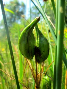 Frucht der Sumpf-Schwertlilie (Iris pseudacorus) im Bürgerpark Saarbrücken