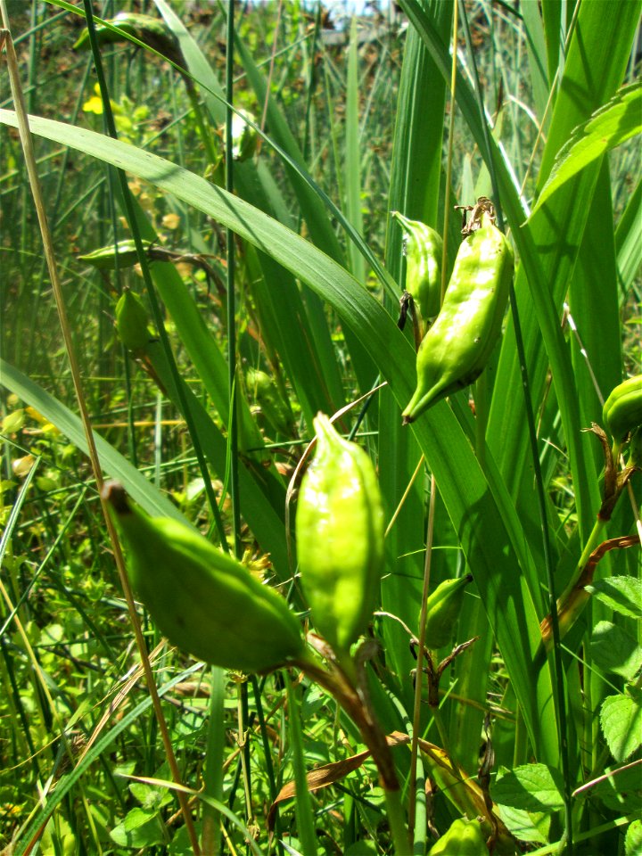 Frucht der Sumpf-Schwertlilie (Iris pseudacorus) im Bürgerpark Saarbrücken