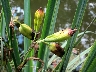 Sumpf-Schwertlilie (Iris pseudacorus) im Schwetzinger Schlossgarten photo